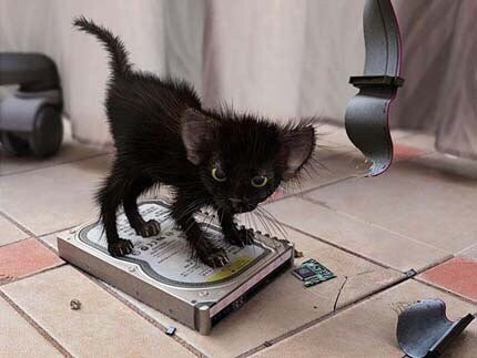 Чёрненький хулиган