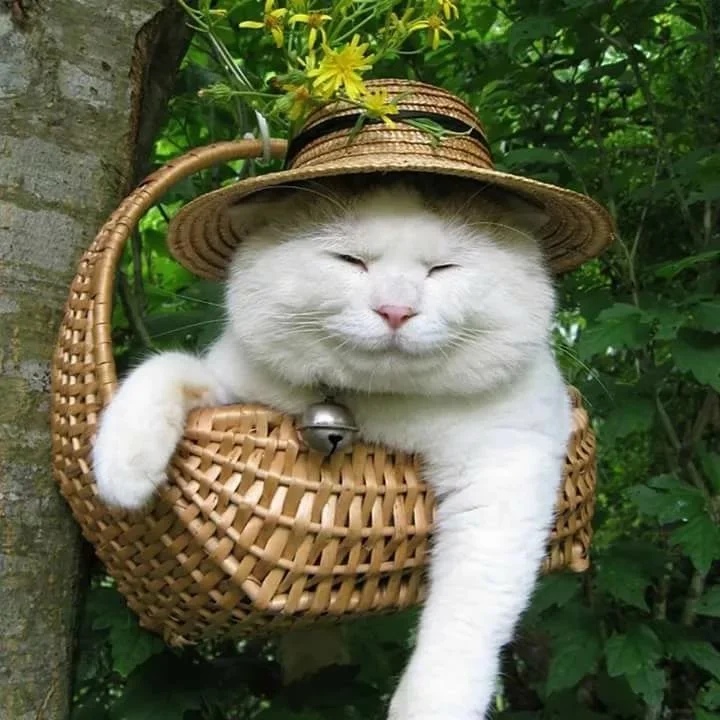 Котик в корзине