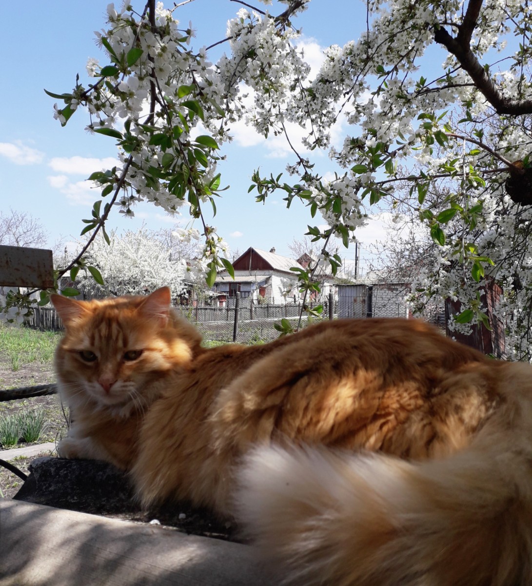 Рыжик в клумбе