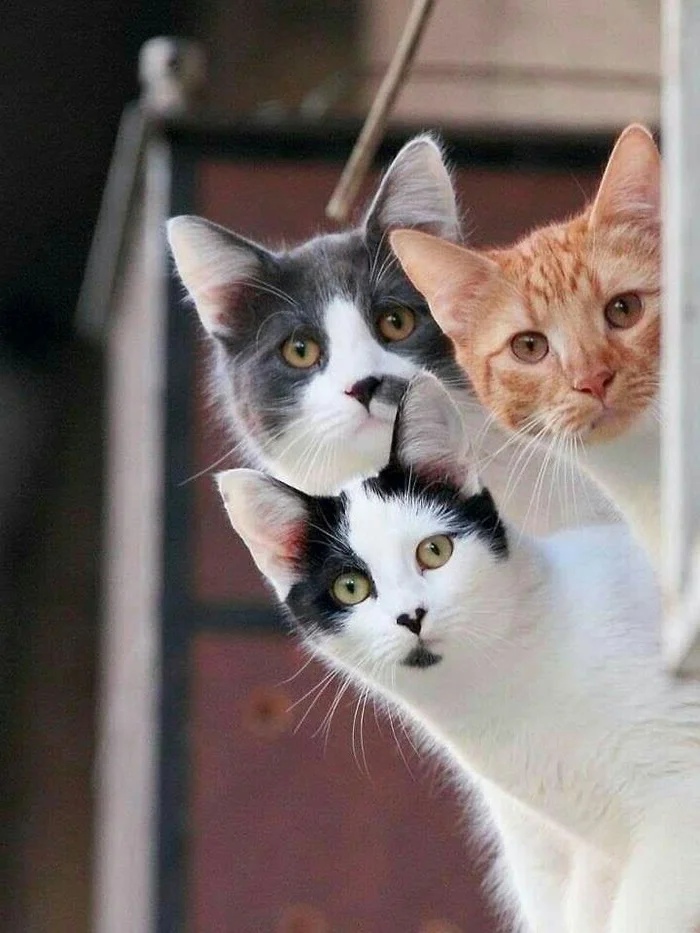 Три котейки за углом