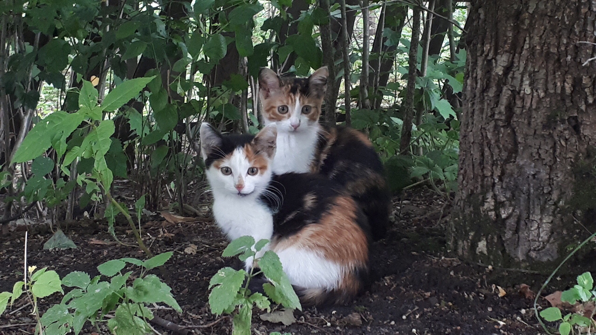 Трёхцветные котята в лесу