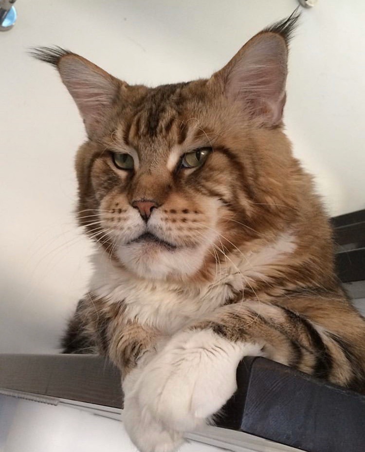 Котик с кисточками на ушах