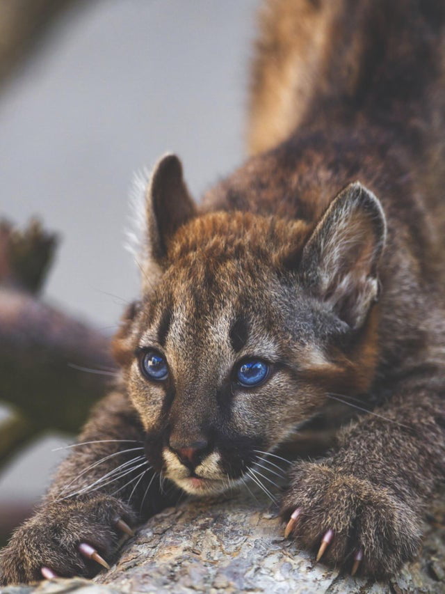 Кугуар чешет коготки