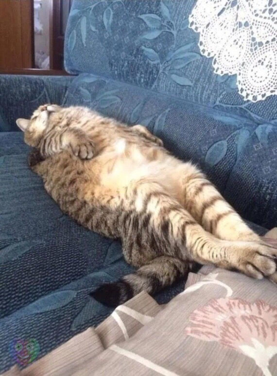 Котик отдыхает