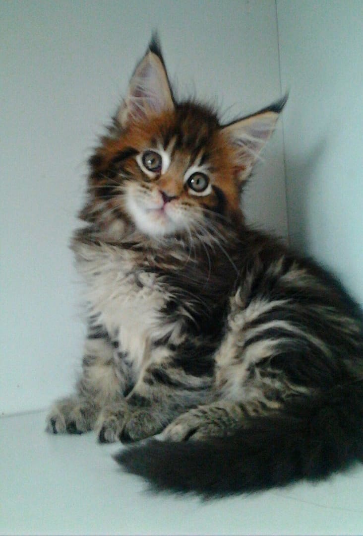 Озорник Бармоша