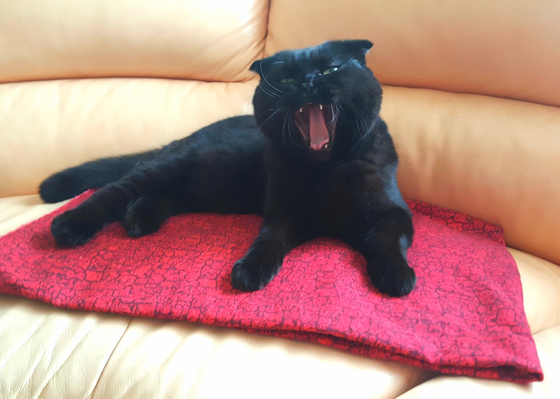 Сладкая зевота