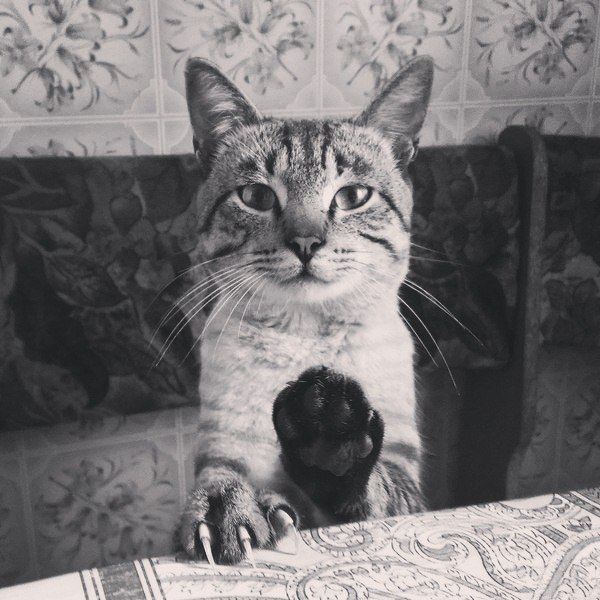 Котик просит кушать