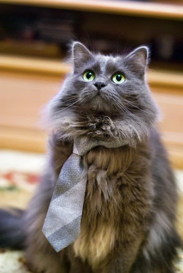 Котик в галстуке
