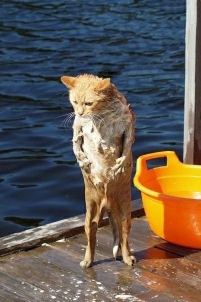 Мокрый котик с тазиком