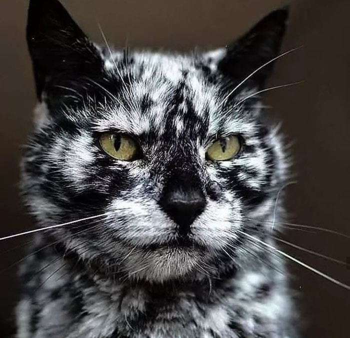 Пятнистый кот