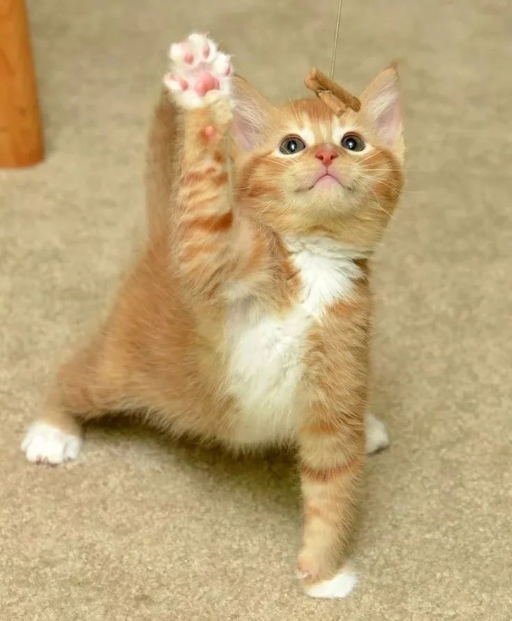 Рыженький игруля