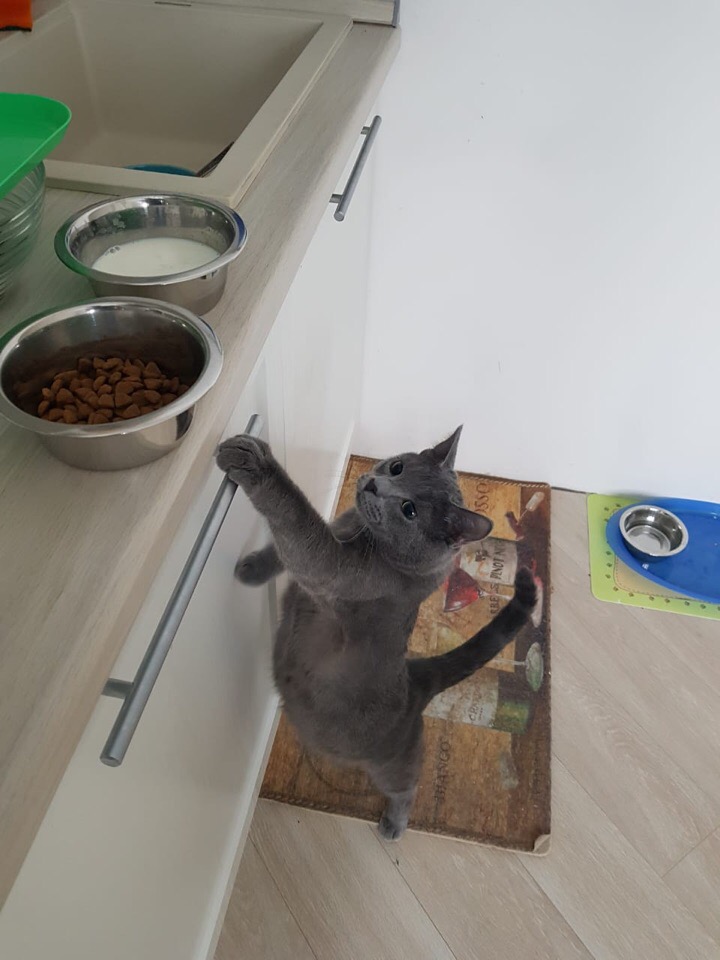 Дымчатый котик просит кушать