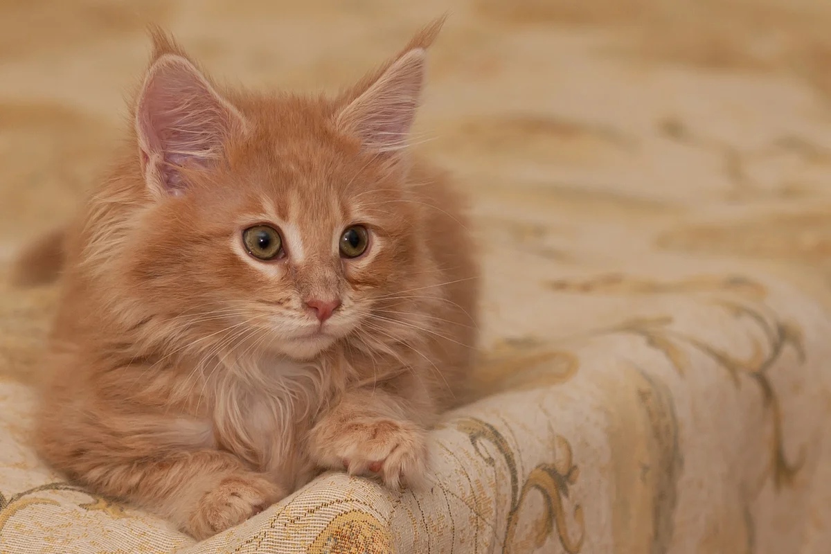 Рыжий котёнок на покрывале