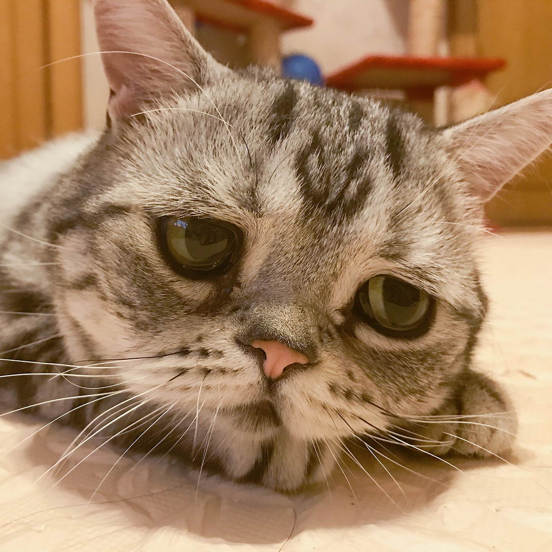 Грустный котик