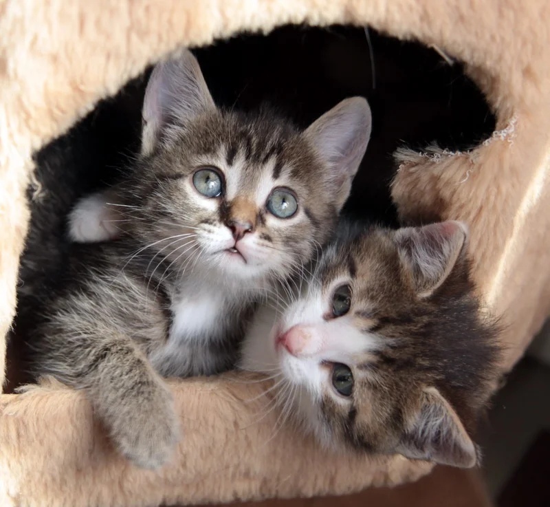 Котятки в домике