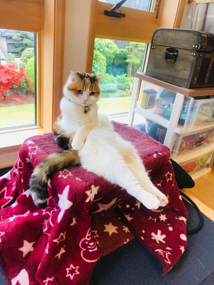 Трёхцветная принцесса