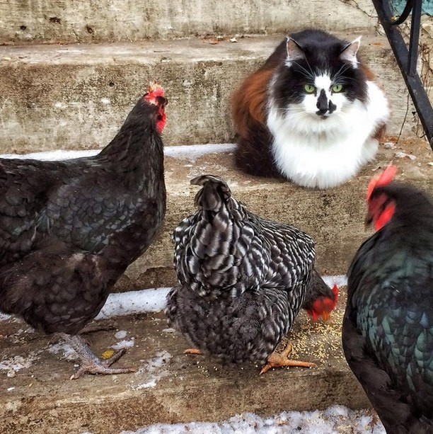 Кошечка пасёт кур