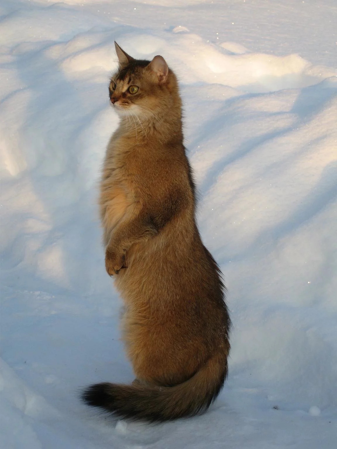 Рыжая красотка на снегу