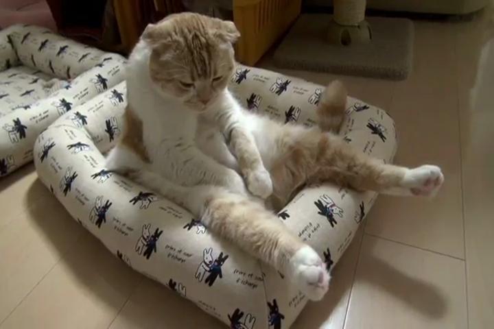 Задумчивый котяра