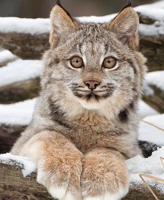 Канадская рысь