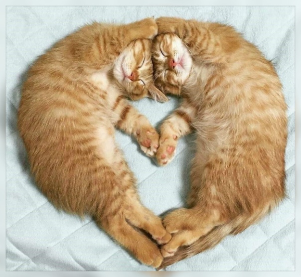 Сердечные котята