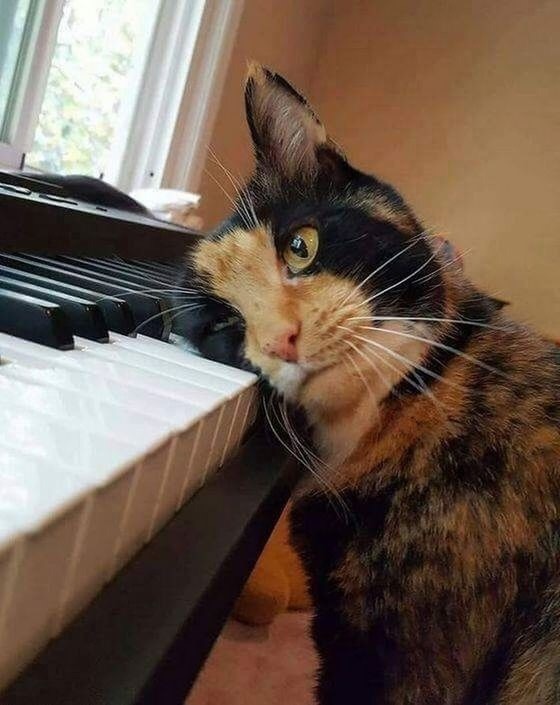 Котик на пианино