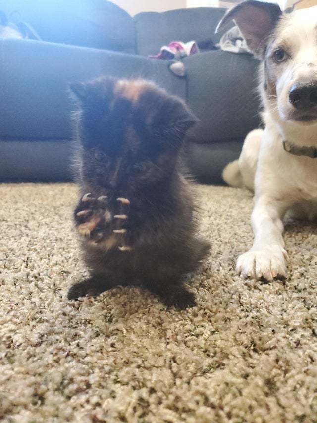 Котёнок маг