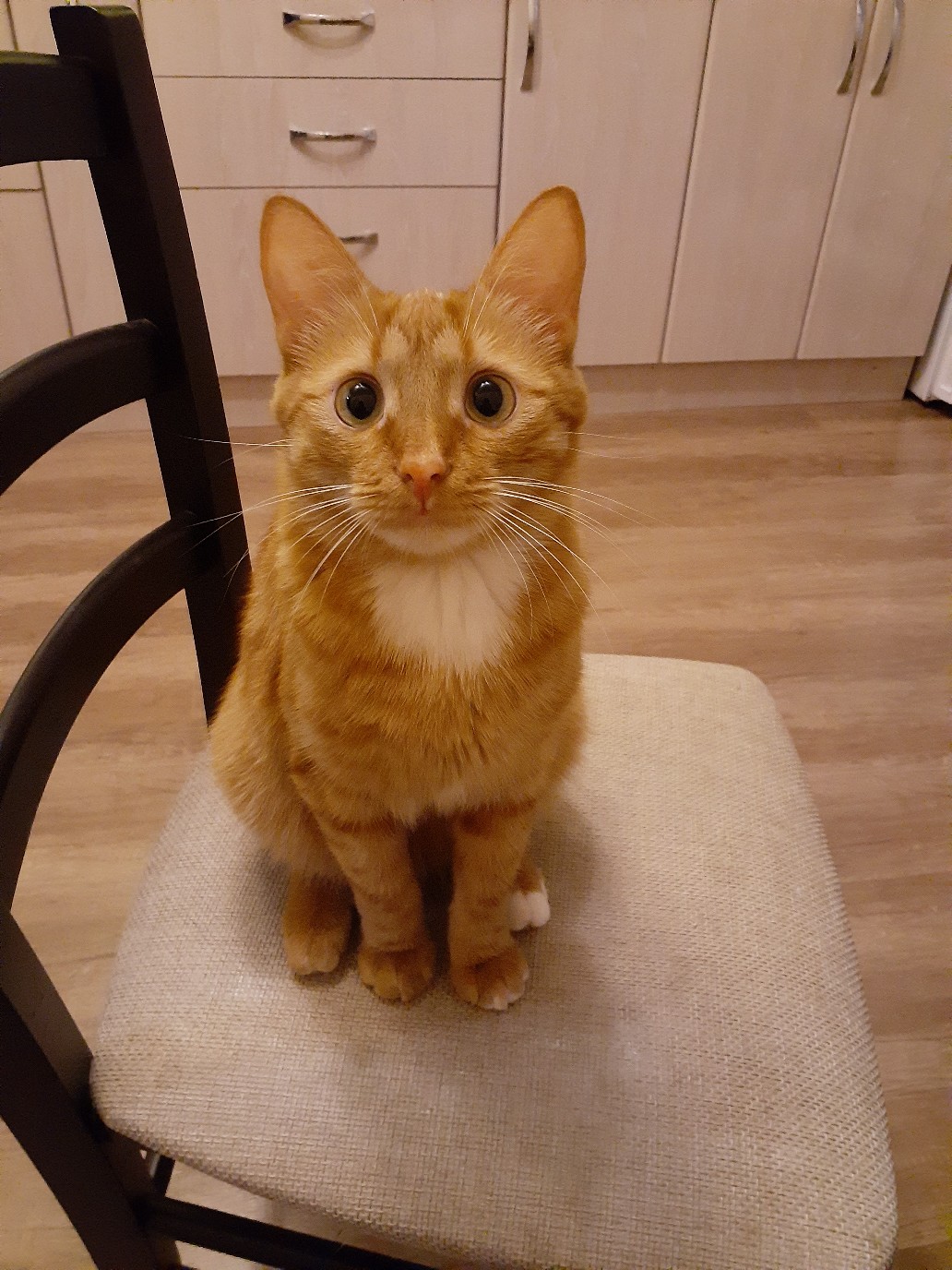 Рыжий  котяра с вопрошающим взглядом