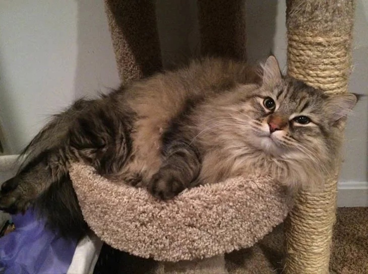 Пушистый котик на отдыхе