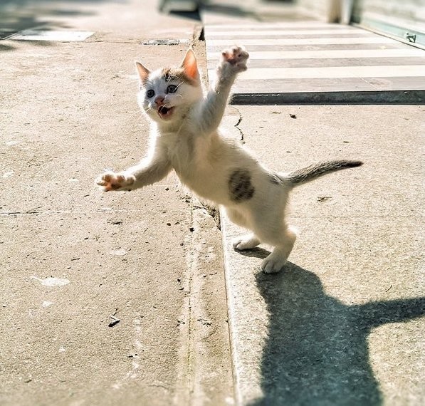 Котёнок тормозит машину