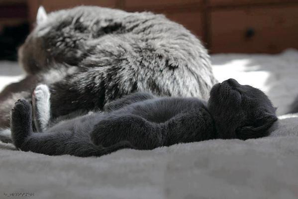 Котёнок спит на спинке
