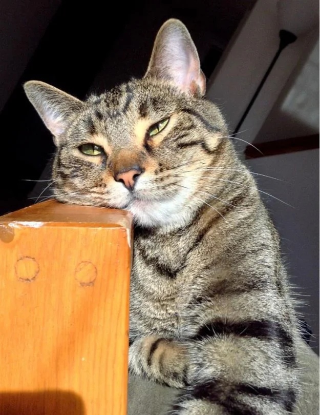 Добродушный котик