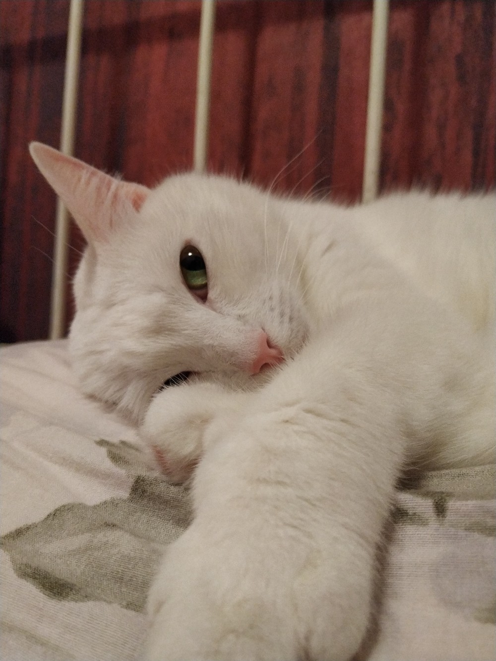 Беленькая кошечка проснулась