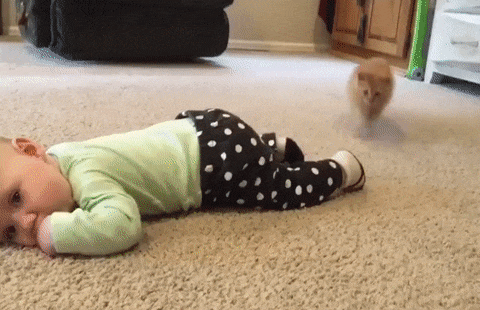 Рыжий комок утащил носок