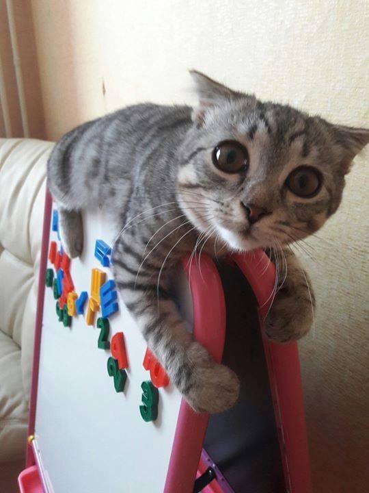 Котик на доске