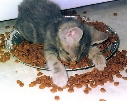 Магия кошачьего корма