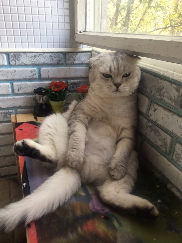 Котик на балконе
