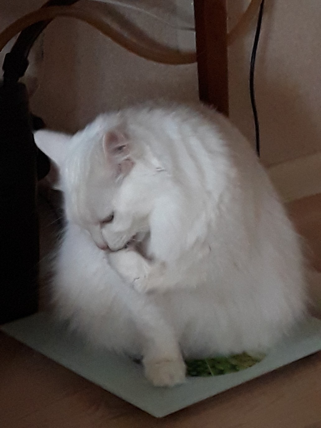 Белая кошечка на весах