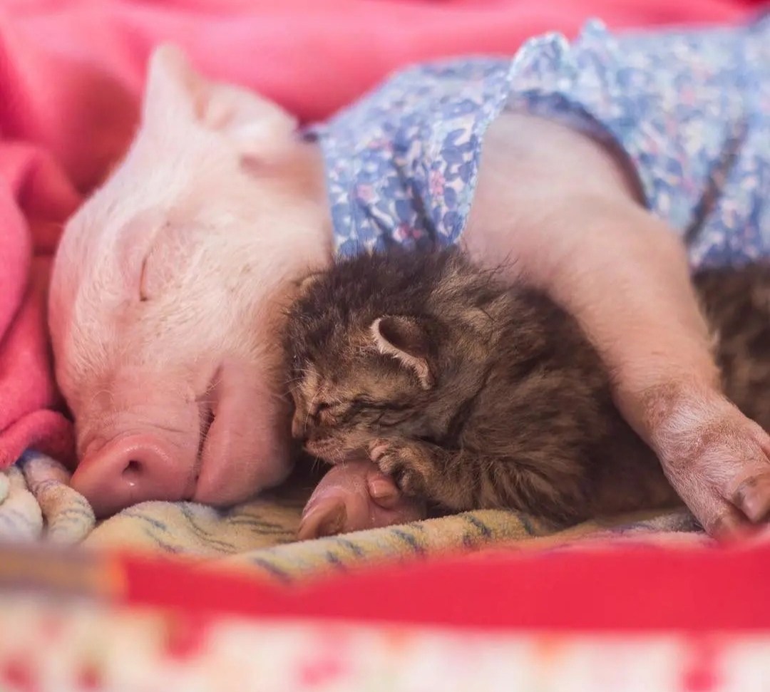 Свинка с котёнком