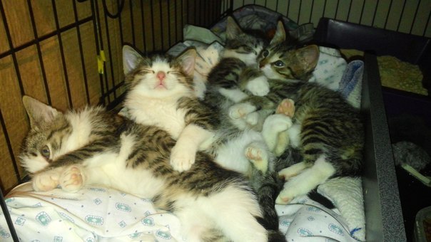Котята в кроватке
