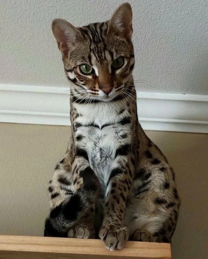 Пятнистая красотка