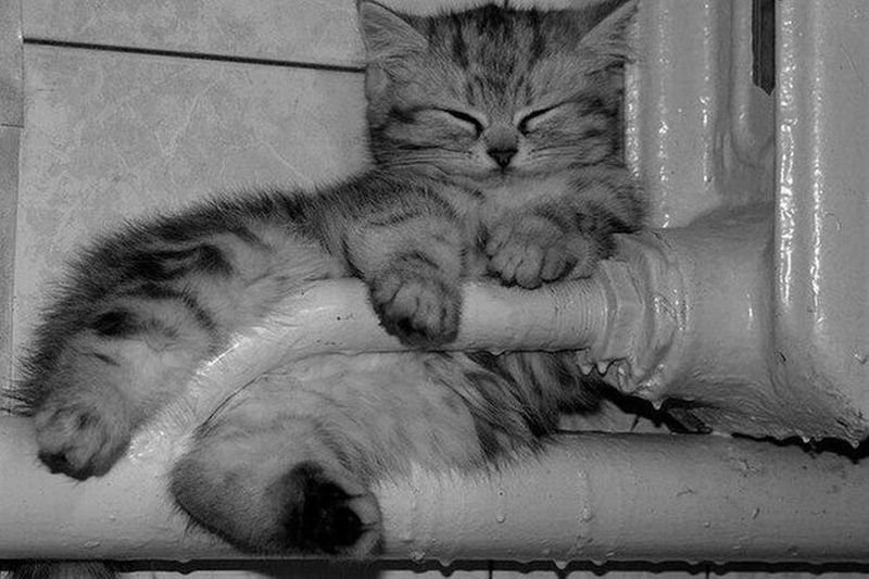 Котёнок спит на батарее