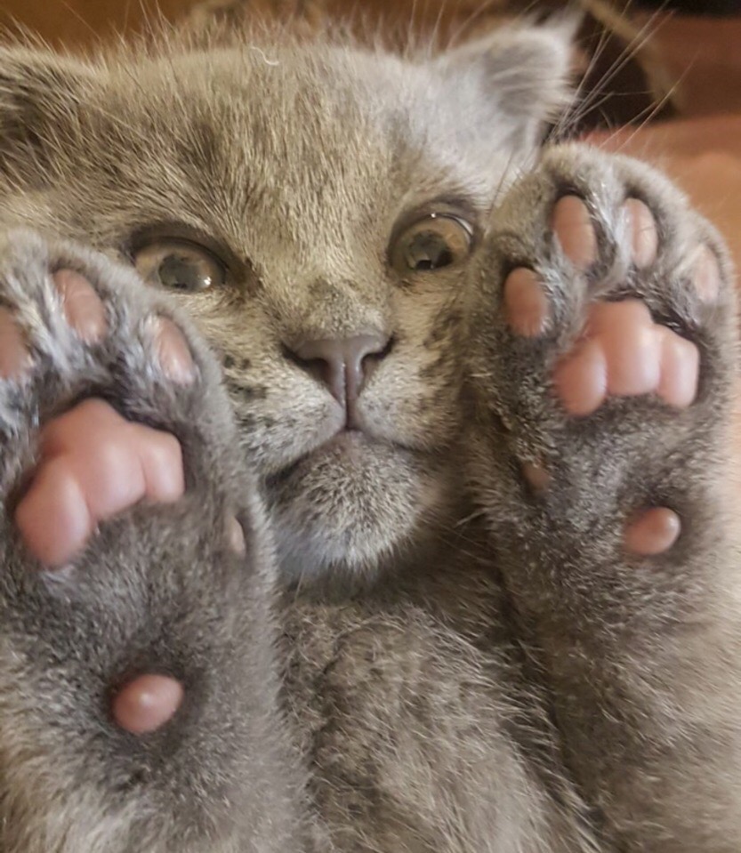 Котёнок и лапочки