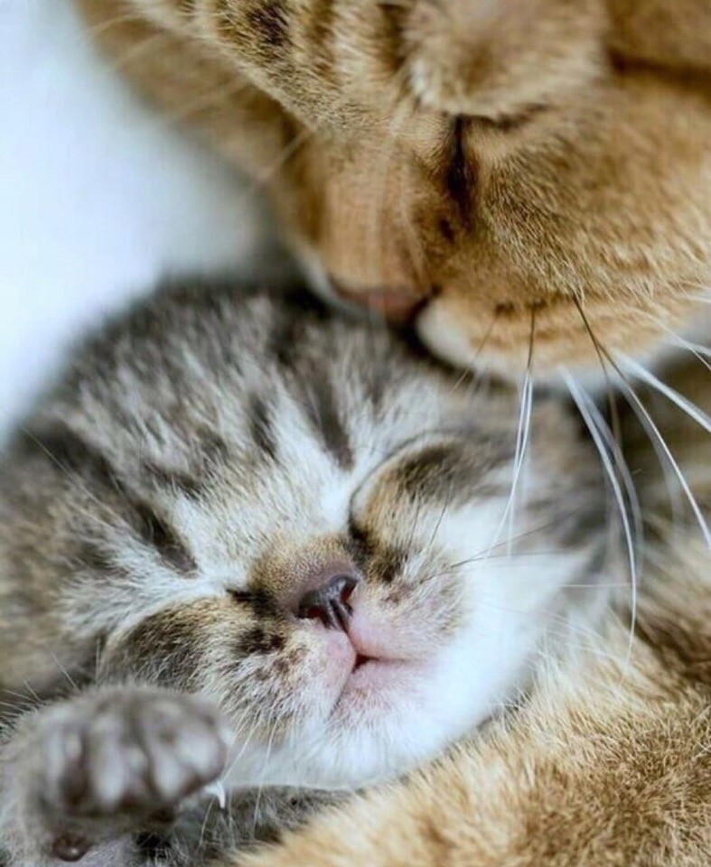 Кошечка нюхает котёнка