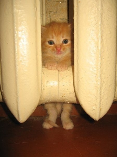 Рыжий кроха спрятался