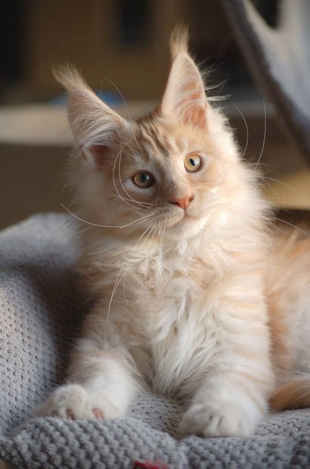 Персиковый красавчик