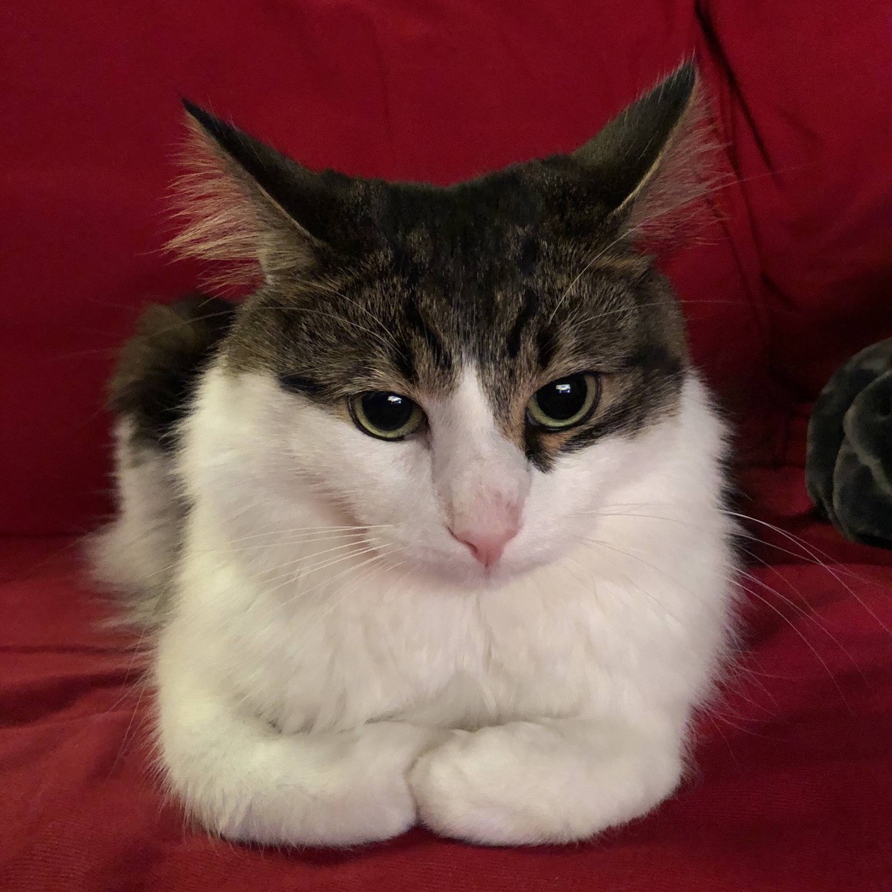 В разработке кототеории