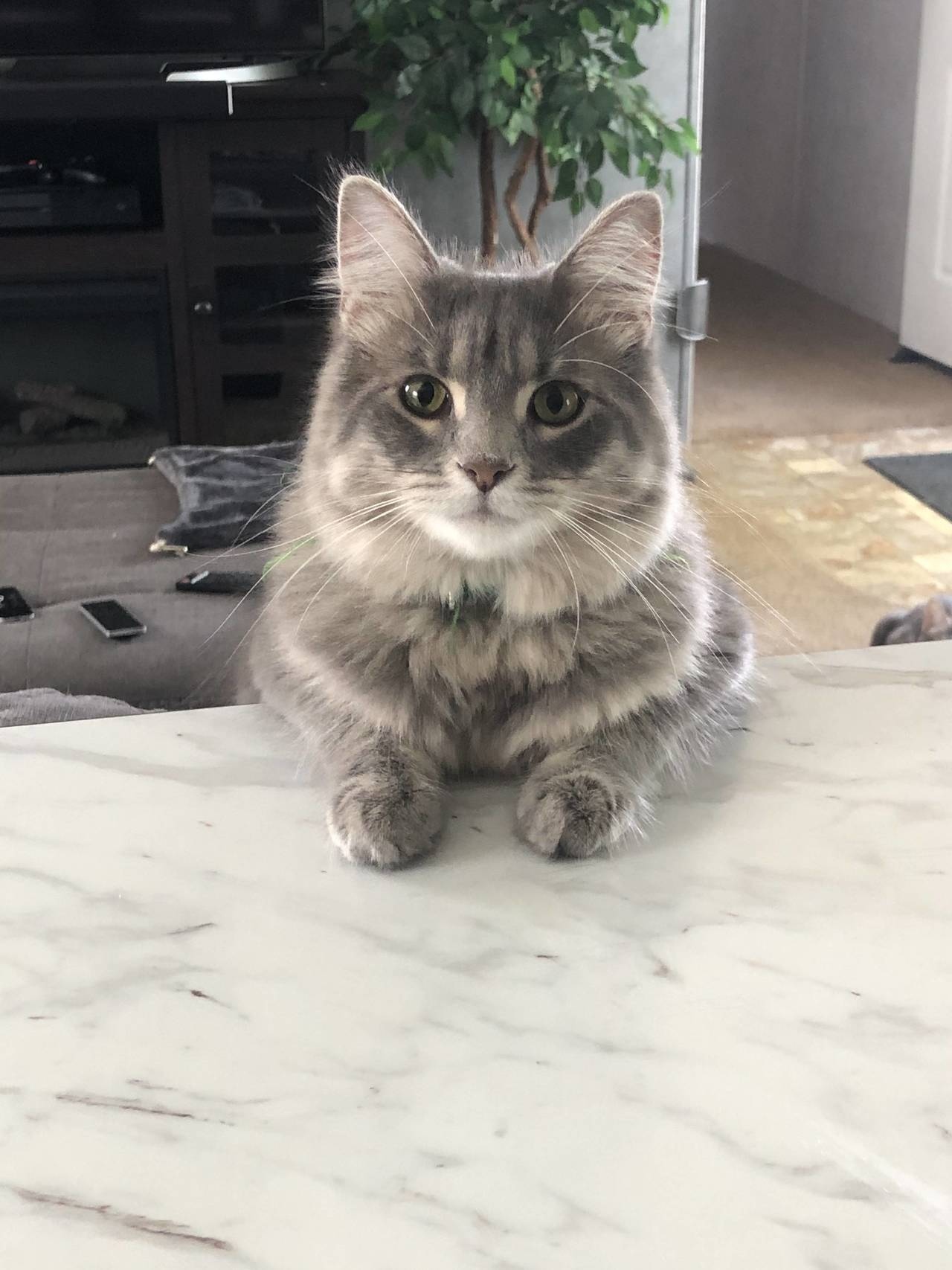 Внимательная кошечка