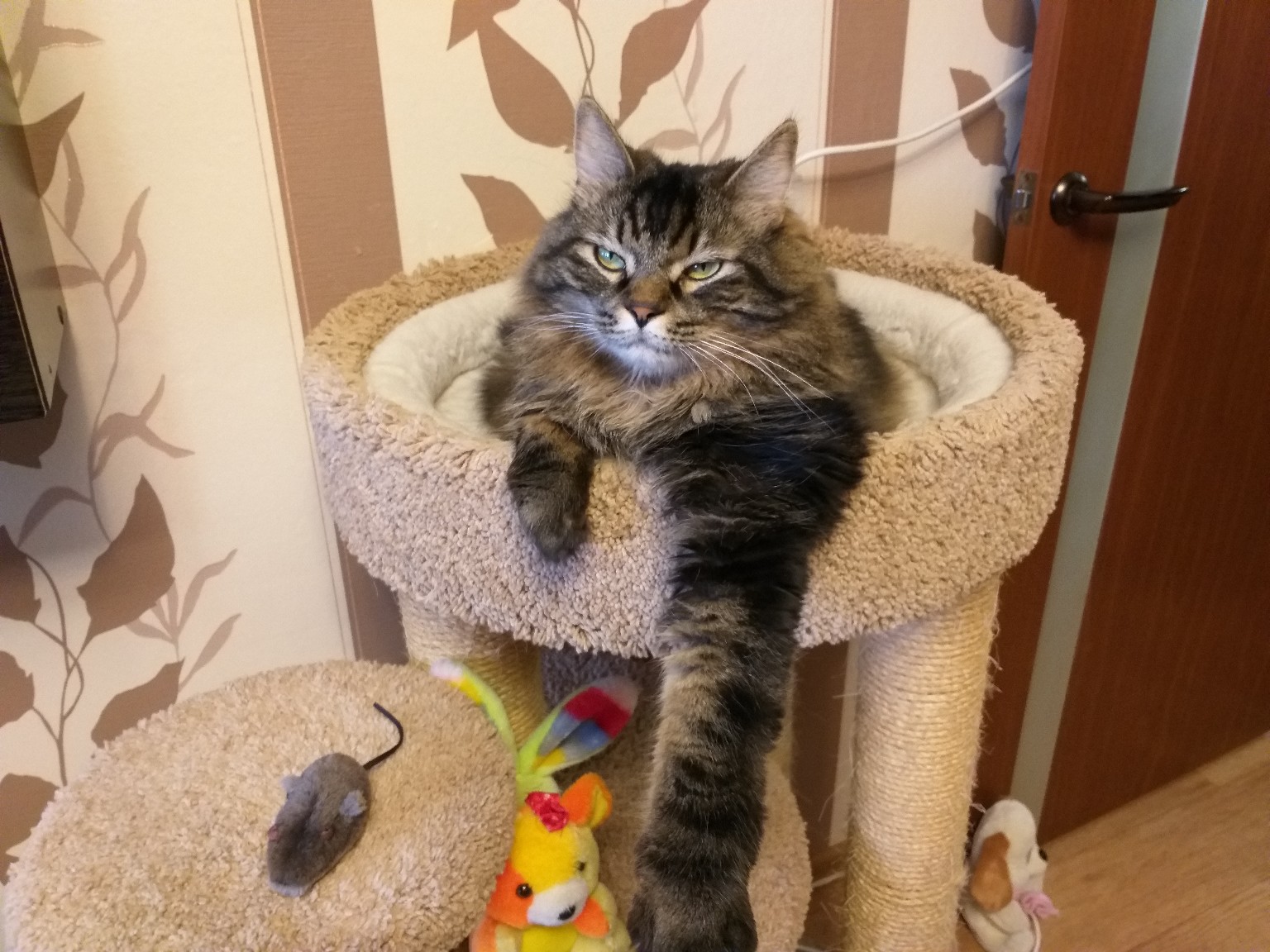 Мне не до мышей