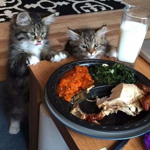 Котята и вкусняшка